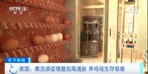 美国多地现禽流感疫情 被迫大量扑杀鸡蛋价格飙涨