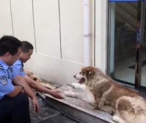 民警捡回两犬想当警犬 结果是武警大队走失的真警犬