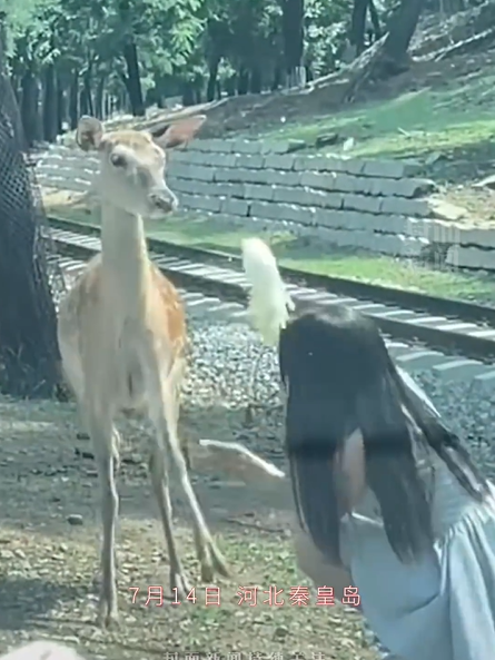 女子动物园里下车喂鹿被踢 官方：动物园禁止投喂，希望游客自觉遵守