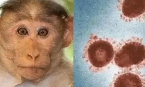 重庆市发现1例境外输入猴痘病例 关于猴痘这些你需要知道