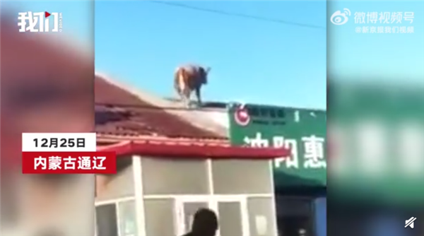 内蒙古一头牛跳上房顶奔跑 动用挖掘机救援未果