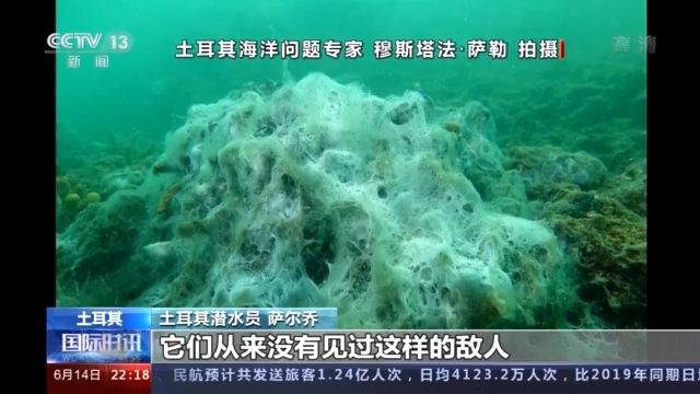 马尔马拉海海鼻涕泛滥成灾