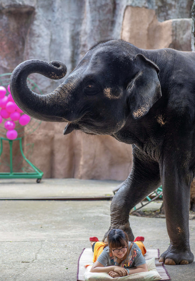 tags泰国动物园出售11头会跳舞按摩的大象
