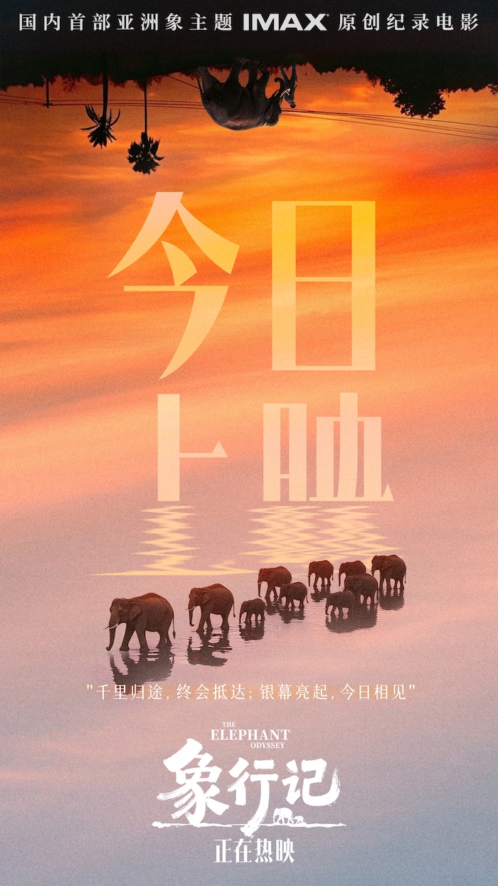 纪录电影《象行记》今日上映，奔赴雨林聆听生命回响