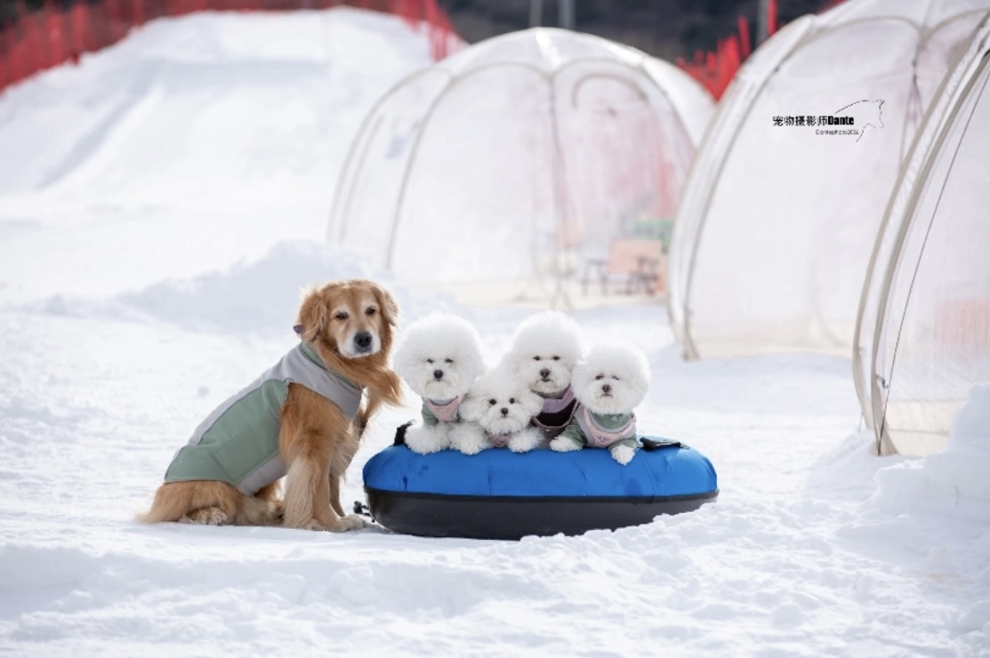 短腿天团滑雪初尝试，五只萌汪雪场撒欢