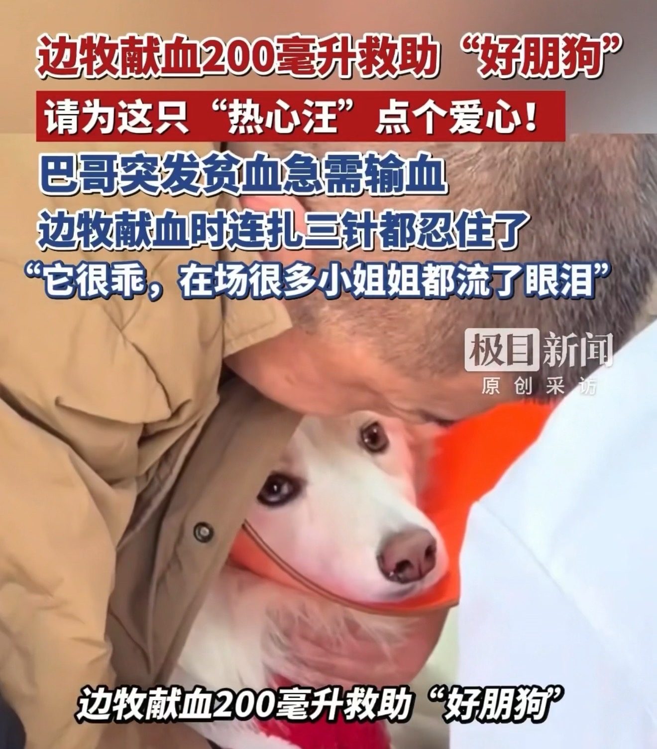 边牧献血200毫升救助“好朋狗” ，请为这只“热心汪”点个爱心！巴哥突发贫血急需输血，边牧献血时连扎三针都忍住了