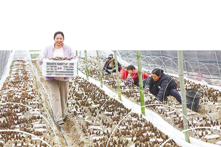 5年前试种200亩，如今规模达5万亩  襄阳羊肚菌何以稳坐全国第一