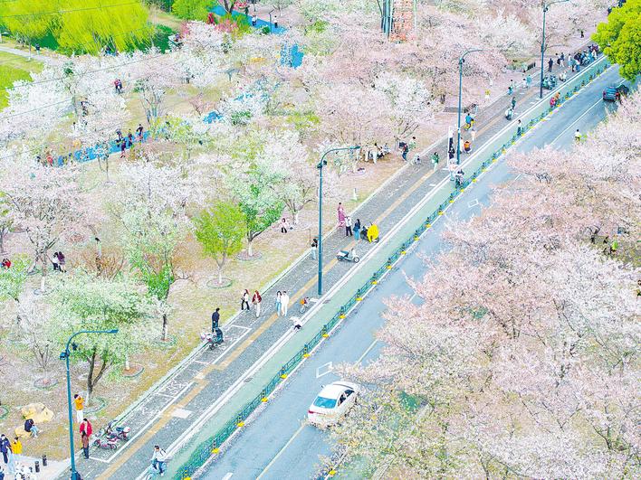 从风风火火打卡到不慌不忙沉浸式体验  这个赏樱季，“特种兵”慢游武汉