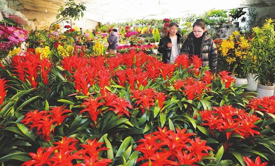 原平：春节将至 选购鲜花