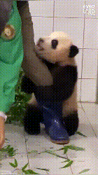 하부지랑 같이 놀고 싶었던 찰거머리 아기판다 _ 에버랜드 판다월드 푸바오 (Baby Panda 'FuBao') (1).gif