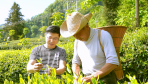 高素质农民培育风采录|茶香里的“领头雁”——返乡创业者周立波以“茶”带富乡邻