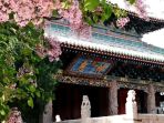 Spring Rambles in Shanxi: Yuncheng