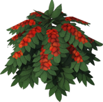 《海狸浮生记》咖啡介绍