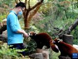 感染予防コントロール措置下の上海動物園を訪ねて