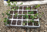 “太空洋紫荆种子”在广西柳州顺利出苗移植