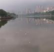 湖南懷化舞水河現(xiàn)大量死魚 初夏水華致魚類死亡