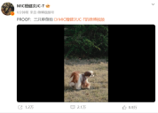 檀健次与狗狗玩耍配文 “三只单身狗” 疑否认恋情