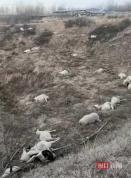 晋中一村民称家中120只羊被毒死 好友投毒震惊全村