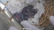 中国太空鼠产下一窝小鼠 存活率正常引发科学关注