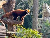 上海将赠两只小熊猫到台北 动物保育交流合作