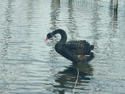 西郊雨洪调蓄工程迎来黑天鹅 生态改善见证