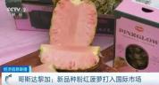 800元一个的粉菠萝半月卖近100件 稀有品种引发热议