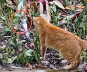 猫咪挺身而出击退眼镜蛇 绝世好咪勇斗剧毒蛇