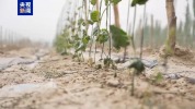 “金果果”在新疆沙漠边实现规模化种植
