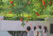 像夏天一样生长 万物竞发迎初夏