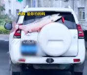 男子钓48斤大鱼挂车绕城2小时 全网钓鱼佬都馋哭了