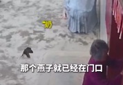 奶奶外出忘留门急得燕子父母乱飞 当事人回应