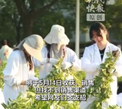 农学生收获几百斤蚕豆在线求支招 学校回应