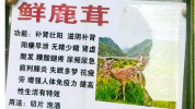 团伙街头“指马为鹿”专骗老人 低价陷阱需警惕