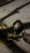 市民拍到狗獾和猫共进晚餐 城市生态和谐一幕