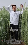 让袁隆平挠头的博士带来好消息 沙漠盐碱地丰收有望