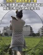 鹦鹉不回家被主人一句话硬控 川渝指令威慑全网