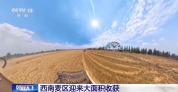 西南麦区迎来大面积收获 “三夏”大忙拉开帷幕