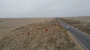 塔里木沙漠公路迎来新“卫士” 50万株梭梭和柽柳扎根两侧