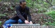 湖南怀化会同县淫羊藿数量五年增长35%