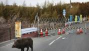 日本福岛核废区野猪变成“超级猪” 全年无休繁殖引发关注