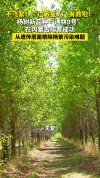 不飞絮!杨树新品种培育成功 告别春夏飞絮烦恼