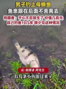 男子钓上母鳜鱼 鱼崽跟后面不舍离去 罕见一幕触动人心