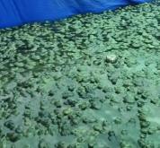 暴雨后养殖户上万只鸭子被冲走 养殖场一夜成泡影