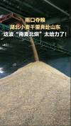 湖北小麦千里奔赴山东烘干 南麦北烘助力夏收
