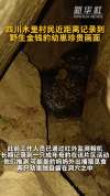 四川村民近距离记录野生金钱豹幼崽 珍贵画面曝光