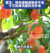 女子摘桃后摸脸差点毁容 医生：桃毛接触皮肤后不适，千万别用洗面奶洗手液