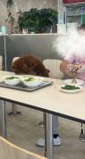 老四季被曝男子带狗上桌吃饭并喂食 商家停业整改