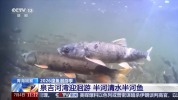 科技监测 双线守护青海湖湟鱼洄游