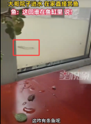沈阳特大暴雨 男子家门口“赏鱼”