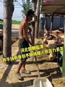 邯郸一养牛场有残障人员干活：已送回家，经营者被传唤